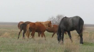Табун лошадей Виталия.