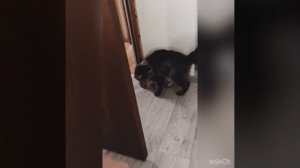 Май кун, огромный кот котёнок 5 месяцев