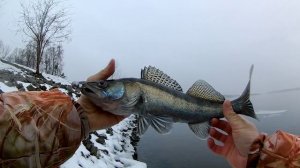 Новинка! Лучшие приманки по судаку. Как ловить судака. Судак на силикон, Судак на джиг / Судак зимо
