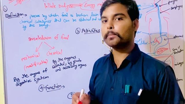 GIT system | Diagestive system | Paramedical Division class | Part 1 смотреть онлайн