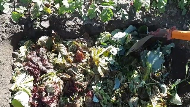 Освободились гряды от лука, чеснока. Что дальше? смотреть онлайн