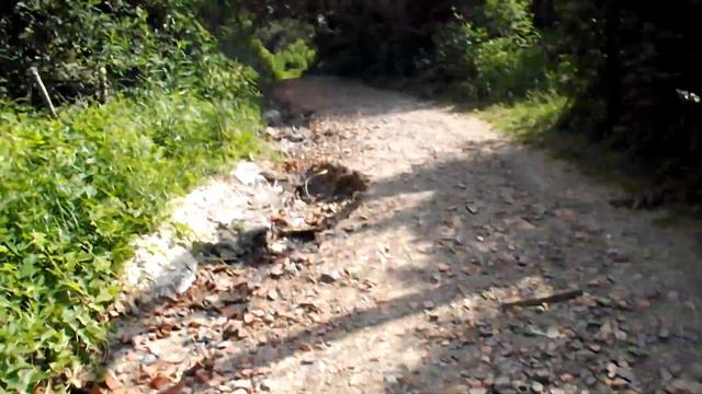 МЫ В ЗООПАРКЕ||ВЫДРА НА ВОЛЕ||ХИЩНИКИ|ЧАСТЬ 2|LADY ALINA смотреть онлайн