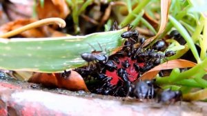 Nikon Coolpix P600 macro test (ants eating toffee)