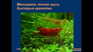 горький случай с евсейкой презентация