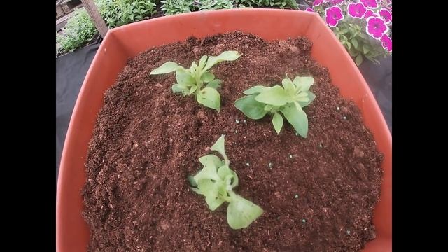Правила выращивания ампельной петунии после покупки на рынке.