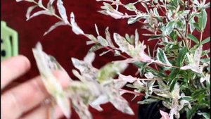 Какая удача! Приобрела саженец ивы Хакуро-Нишики