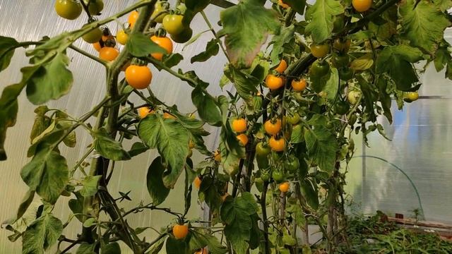 Бомбический рецепт засолки помидоров с морковной ботвой смотреть онлайн