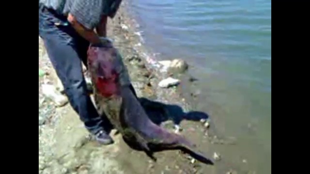 Ловля-Толстолобика. смотреть онлайн