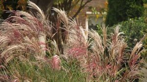 Miscanthus sinensis Flamingo