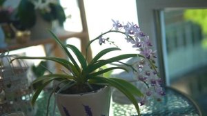 Обзор орхидеи SAPPHIRE BLUE. Красивое, пышное цветение орхидеи Сапфир. Домашнее цветение орхидеи.