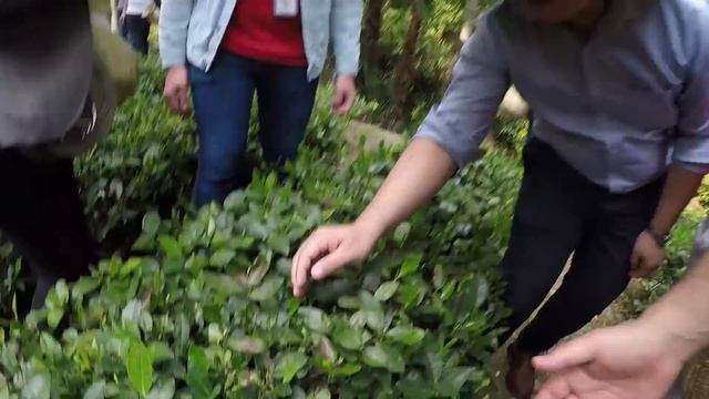 Едем в Шанхай/День пятый/Как правильно собирать чай смотреть онлайн