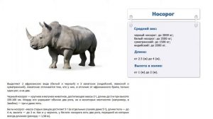 Сколько весит носорог, размеры