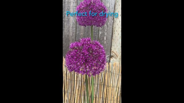 Allium 'Purple Sensation' Ornamental Onion in Full Bloom in My Garden смотреть онлайн