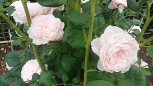 Розы в саду.Какая красота!Любуемся Квин оф Шведен.