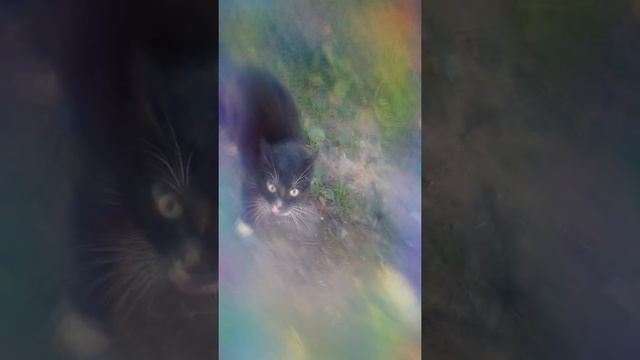 Мой кот дерется с соседским котом смотреть онлайн