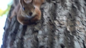 Собака охотится на белку