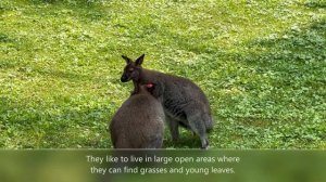 Kangaroo friends - Wallabies  #clemetzoo