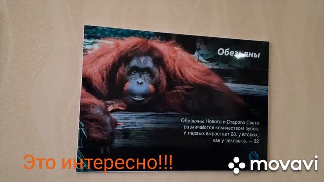 Апатиты "Семейная стоматология "/Альбом для рисования.