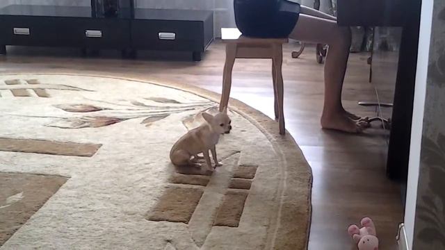 Поющая чихуахуа Молли смотреть онлайн