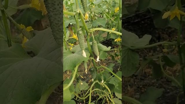 налив огурцов смотреть онлайн