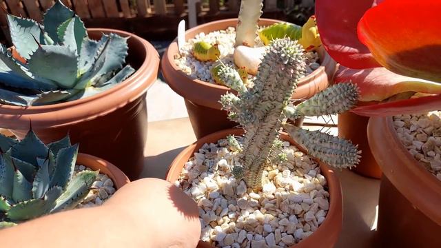 SUCULENTAS VARIEGATAS da minha coleção de fácil cultivo.. morenaflor e cactos 🌵 смотреть онлайн