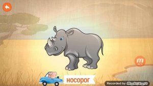 Дикие животные. Носорог!