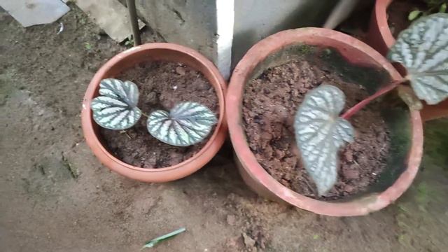13 Rare Plants at Rs 1000/- | New Plants | SIJOseGarden മലയാളം