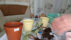 КОМНАТНЫЕ РАСТЕНИЯ. РАЗМНОЖЕНИЕ ПЕПЕРОМИЙ АРБУЗНОЙ ДЕЛЕНИЕМ КУСТИКА, СРЕЗОМ ЛИСТА.