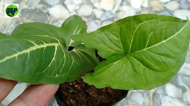 28 SYNGONIUM HARGA TERBARU  HARGA SYNGONIUM  JENIS SYNGONIUM DAN HARGANYA  TANAMAN HIAS SYNGONIU