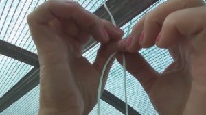 Подвязываем  #огурцы в теплице. Tie cucumbers in the greenhouse.