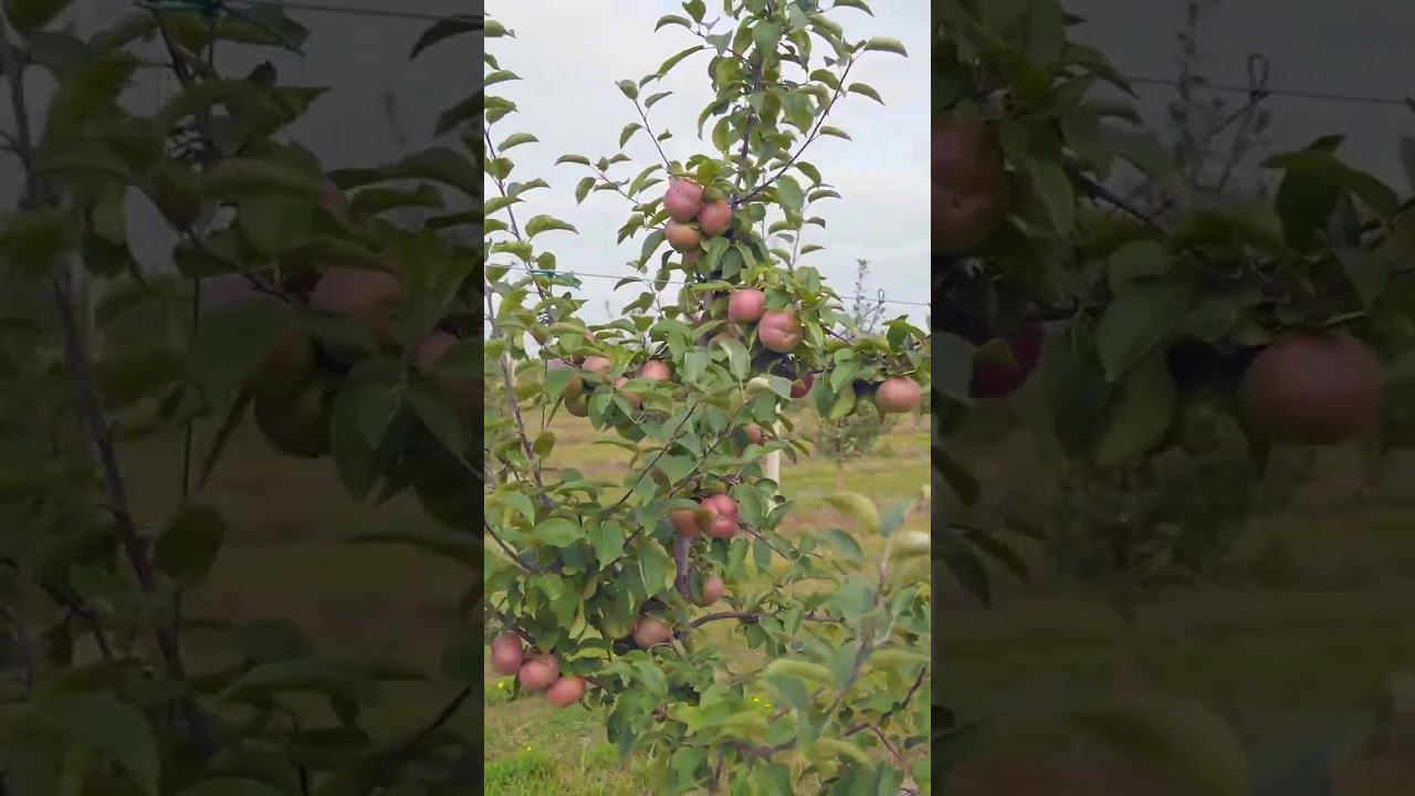 Экономика бизнеса на яблоках #садоводство #яблоки  #агробизнес