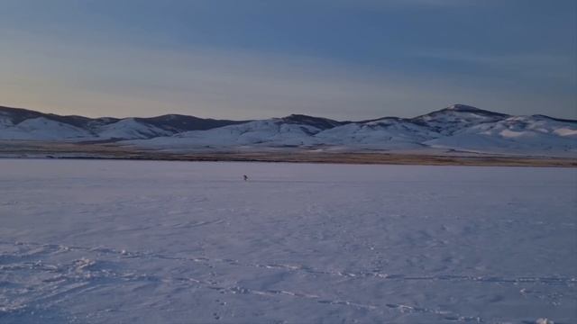 Лиса попрошайка и при этом чистюля! Гусиное Озеро Бурятия. смотреть онлайн