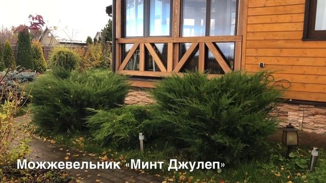 Особенно красивы! Всегда красивы! Обзор хвойных растений сада.??