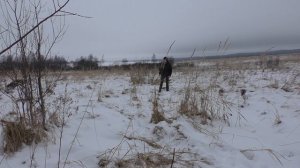 Дратхаар,уроки подачи и много другого интересного видео на моем канале.