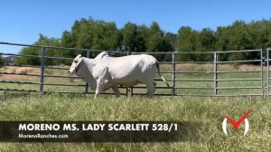 Moreno Ms. Lady Scarlett 528/1