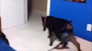 Самое смешное видео во вселенной