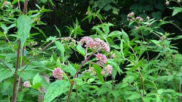 Аптекарский огород. Прогулки. смотреть онлайн