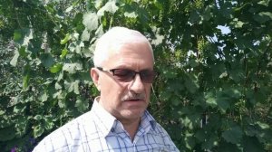 Виноград на Южном Урале, выращенный с ЭмЭко.