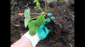 Золотое Правило Клубники Рыхлить НЕЛЬЗЯ!!! // Май 2022 г // Клубника Без Химозы