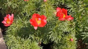 Пион MARRY MAYSHINE