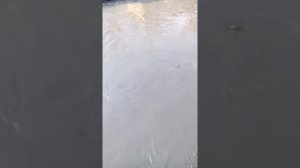 На нашей улице Копьёва  в городе Куйбышеве Новосибирской