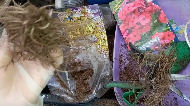 Посадка многолетников из ЛЕРУА МЕРЛЕН.