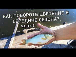 КАК ПОБОРОТЬ ЦВЕТЕНИЕ ВОДОЕМА цианобактериями в середине сезона?