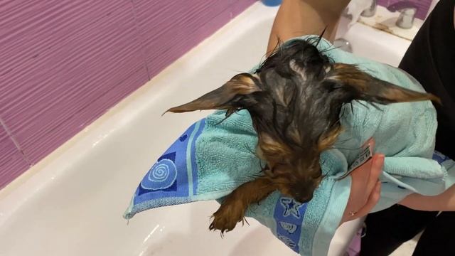 Банный день щенка йорка ? моем, подстригаем, сушим ? смотреть онлайн