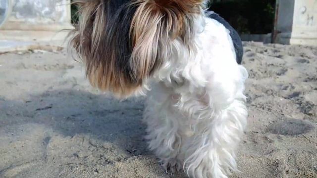 Siracusa 25 ноября , Ортиджия . Кому хорошо жить в Италии ! смотреть онлайн