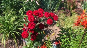 Королевы нашего сада - лилии! Сортовые лилии. Лилии азиатские.Лилии с запахом. Часть 2