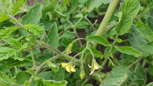 Томат Рио Гранде лучшая сливка смотреть онлайн