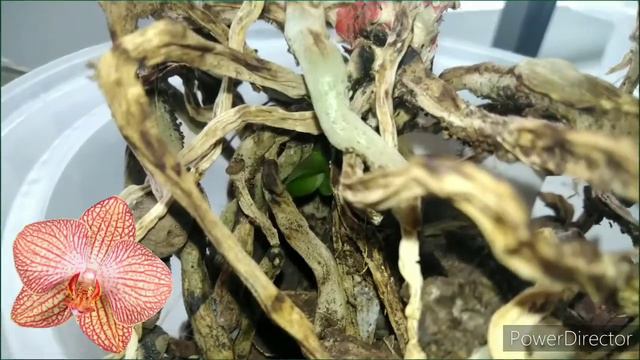 🗞️Дайджест орхоновостей апрель 2021 смотреть онлайн