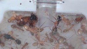 ПЕРЕСЕЛЕНИЕ МУРАВЬЁВ CAMPONOTUS MACULATUS AEGYPTIACUS