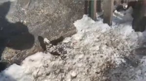 Часть 1. Курочки БЕНТАМКИ. Карликовые курочки. Домашняя - декоративная птица. Содержание и уход пти